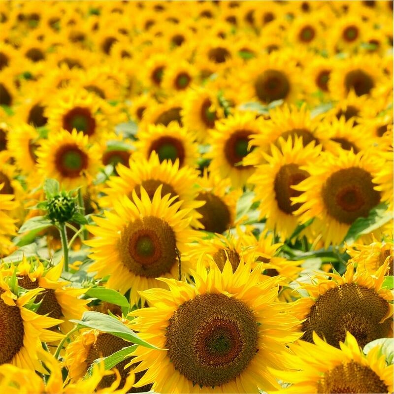 RAUSCH Styling Mousse flexible Non-Aerosol