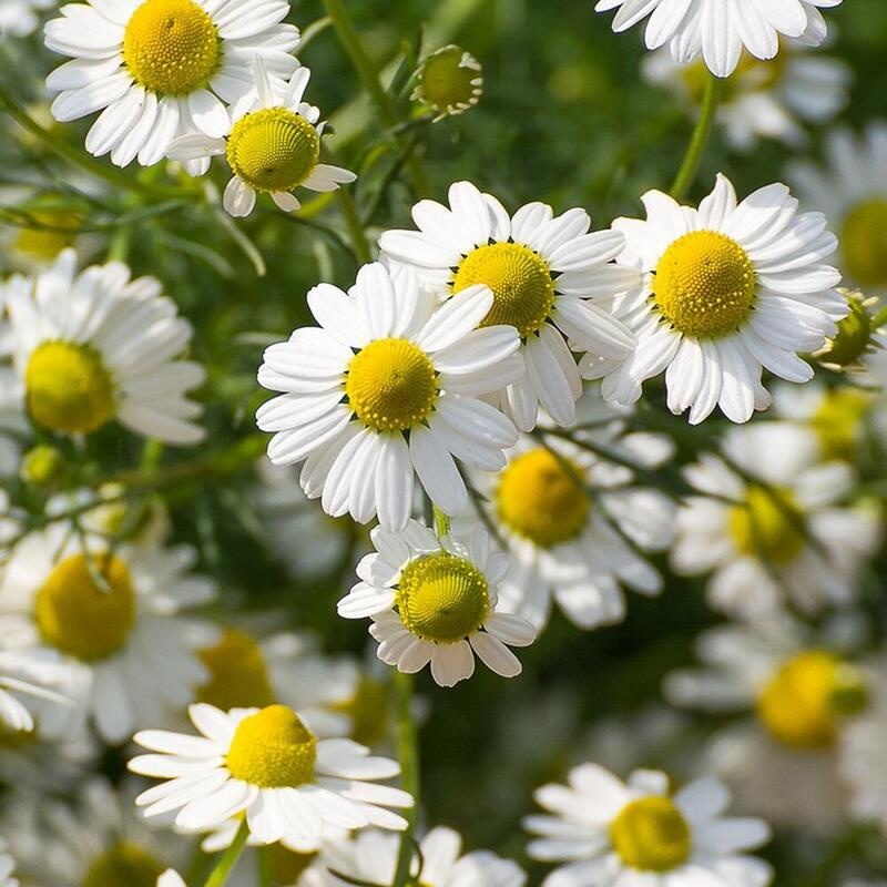 RAUSCH Pflege-Shampoo mit Schweizer Kräutern
